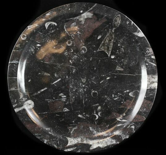 Fossil Orthoceras & Goniatite Plate - Stoneware #36344